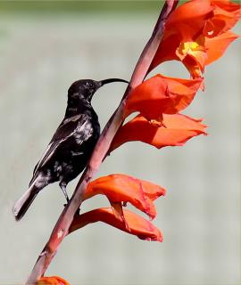 Black_sunbird