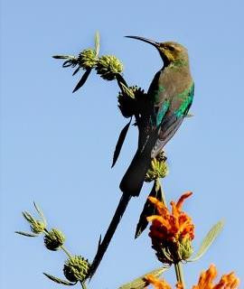 Juvenile_Malachite_sunbird